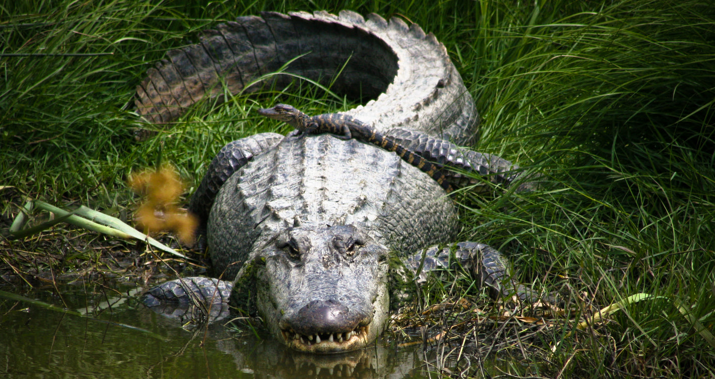 Alligator #006 — BayouSelf Wildlife Archive