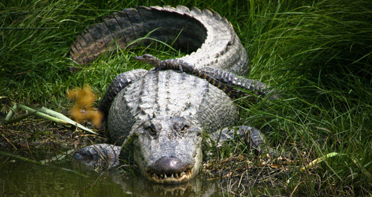 Alligator #006 — BayouSelf Wildlife Archive