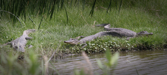 Alligator #0020 — BayouSelf Wildlife Archive