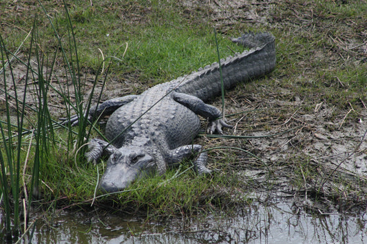 Alligator #0024 — BayouSelf Wildlife Archive