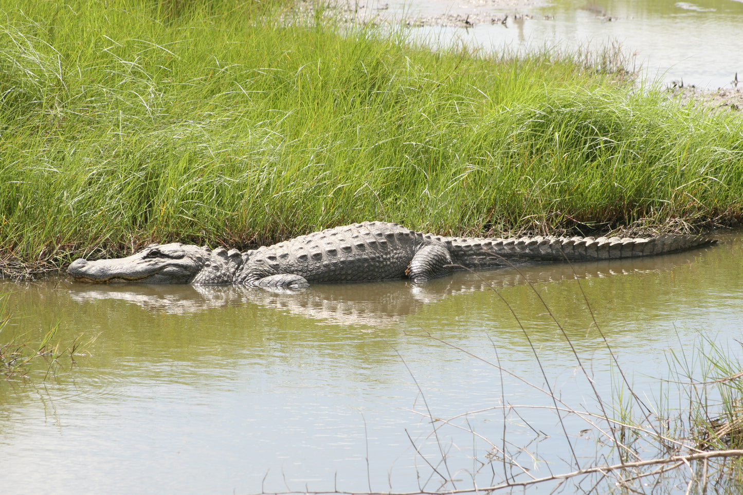 Alligator #0021 — BayouSelf Wildlife Archive
