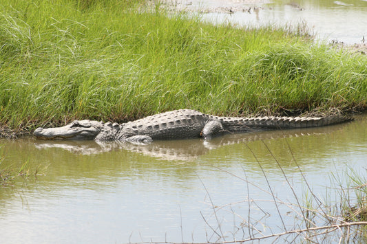 Alligator #0021 — BayouSelf Wildlife Archive