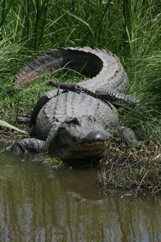 Alligator #0022 — BayouSelf Wildlife Archive