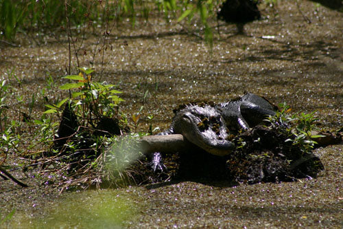 Dragon rest!  Repos du Dragon — Téléchargement Numérique (Photo Sauvage du Bayou)