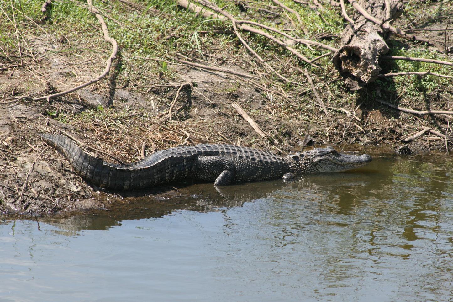 Alligator #0044 — BayouSelf Wildlife Archive | Louisiana Alligator Photo Download
