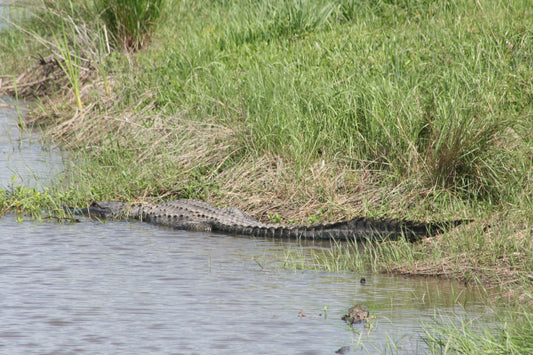 Alligator #0045 — BayouSelf Wildlife Archive | Louisiana Alligator Photo Download
