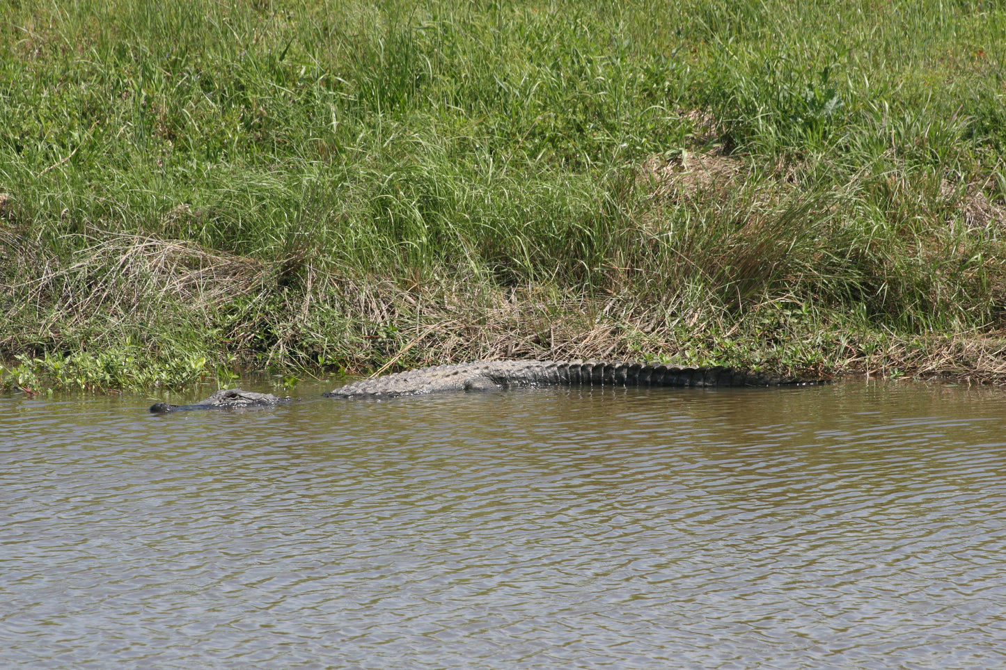 Alligator #0046 — BayouSelf Wildlife Archive | Louisiana Alligator Photo Download