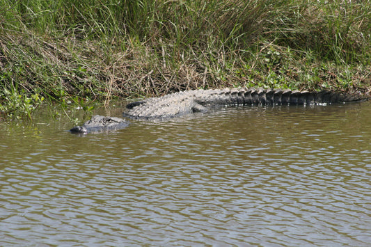 Alligator #0046 — BayouSelf Wildlife Archive | Louisiana Alligator Photo Download
