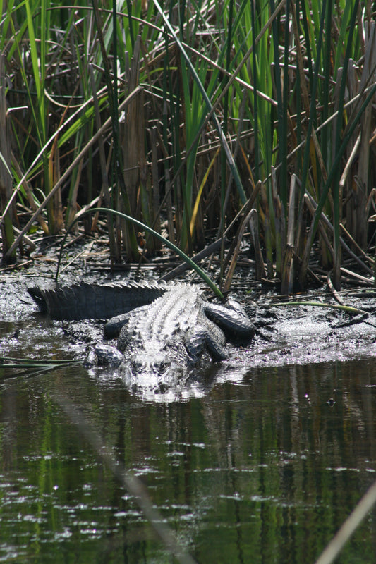 Alligator #0051 — BayouSelf Wildlife Archive | Louisiana Alligator Photo Download