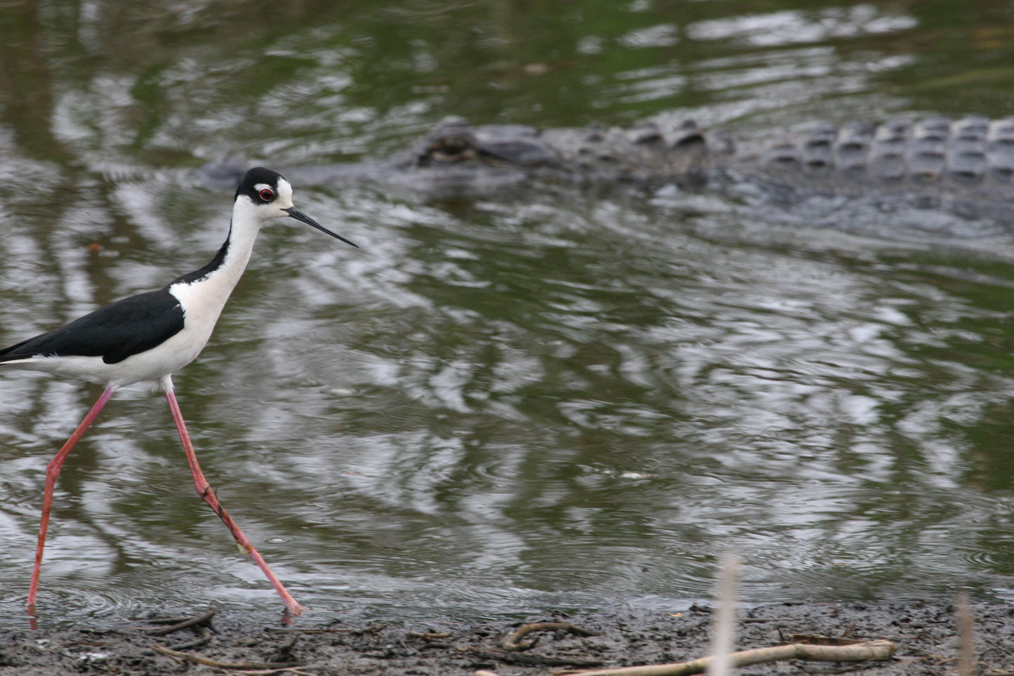 Alligator #0042 — BayouSelf Wildlife Archive | Louisiana Alligator Photo Download