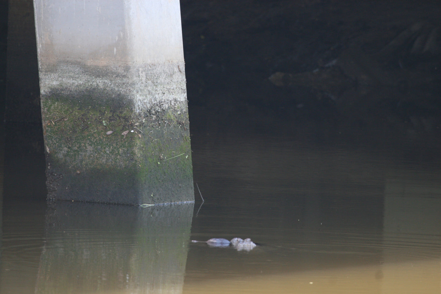 Alligator #0037 — BayouSelf Wildlife Archive | Louisiana Alligator Photo Download
