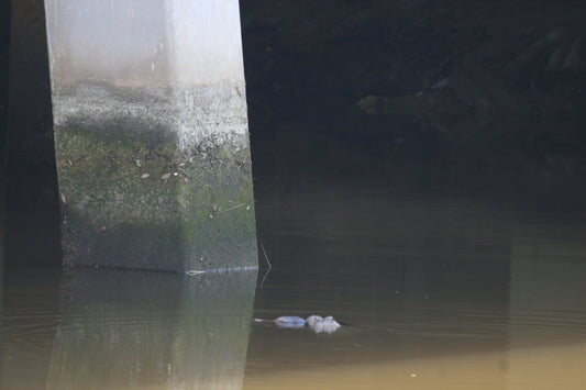 Alligator #0037 — BayouSelf Wildlife Archive | Louisiana Alligator Photo Download
