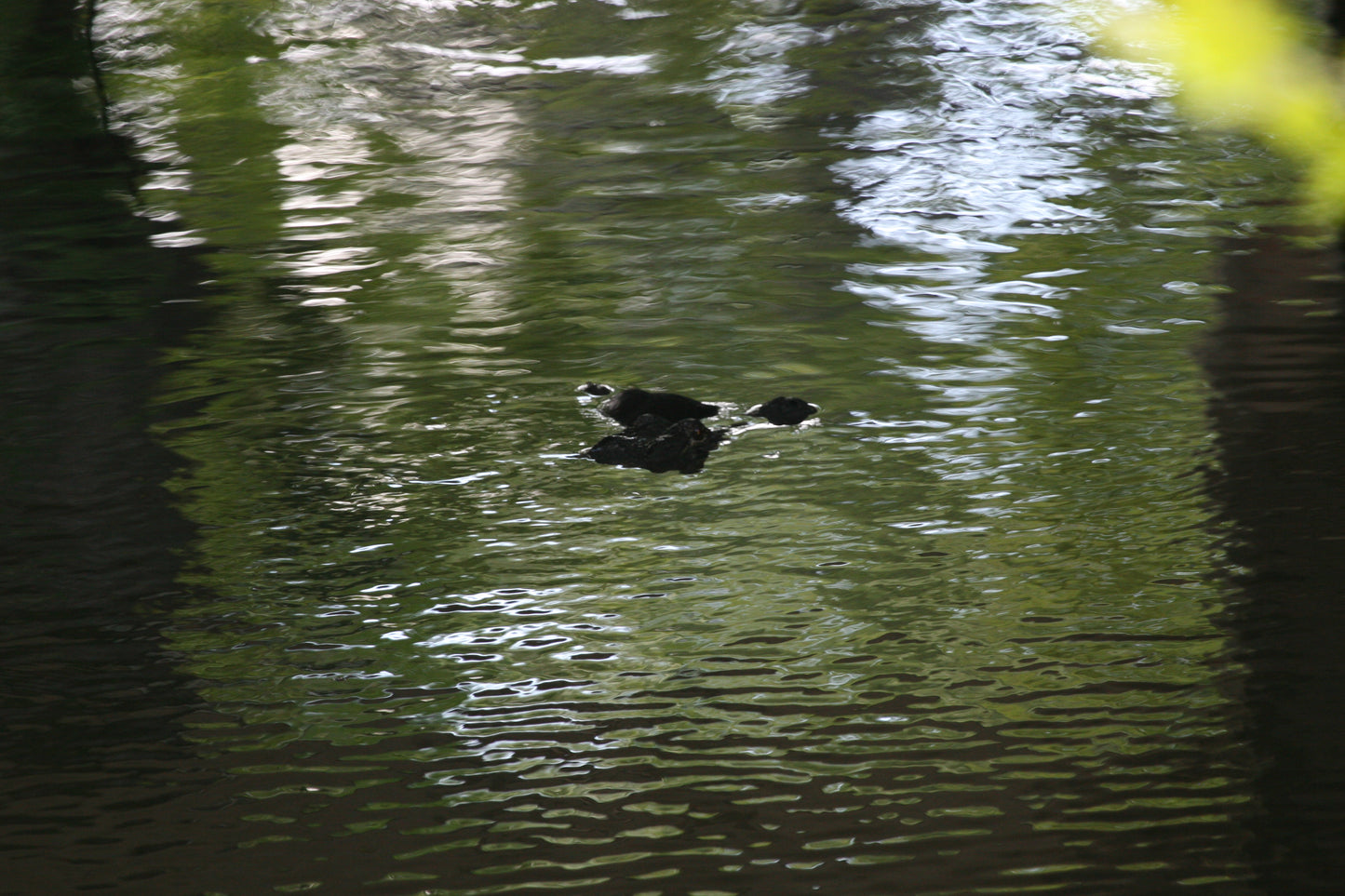 Alligator #0038 — BayouSelf Wildlife Archive | Louisiana Alligator Photo Download