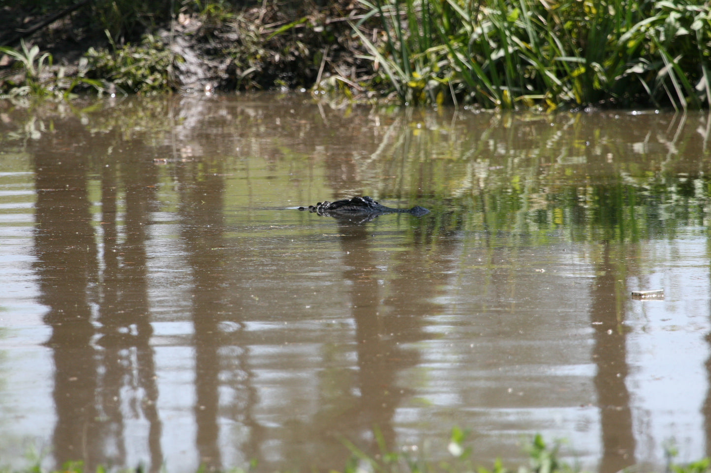 Alligator #0038 — BayouSelf Wildlife Archive | Louisiana Alligator Photo Download