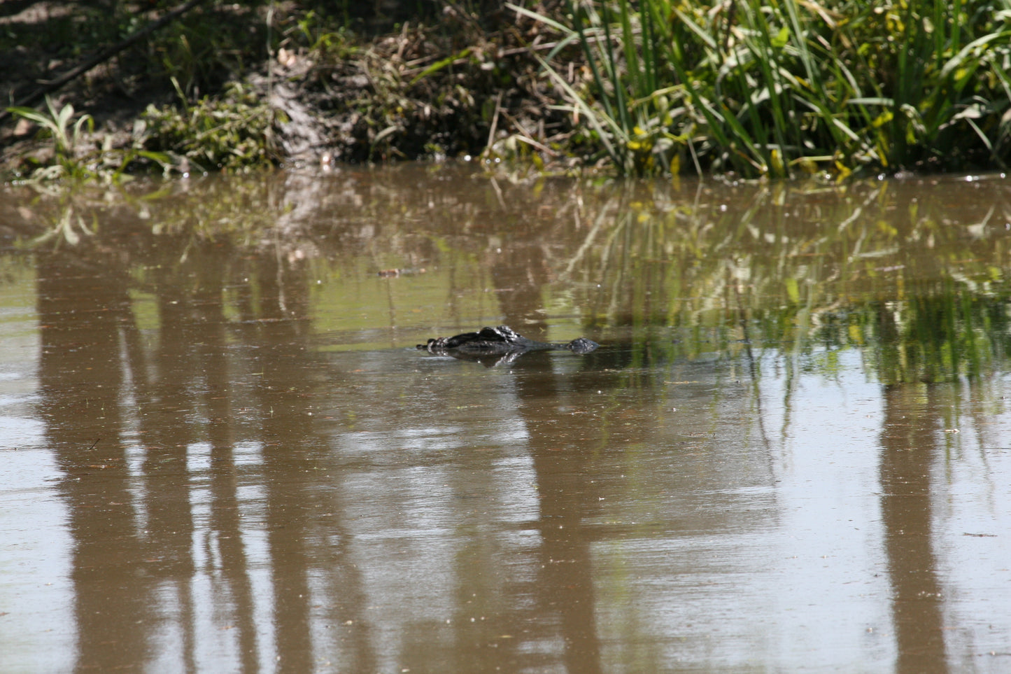 Alligator #0038 — BayouSelf Wildlife Archive | Louisiana Alligator Photo Download