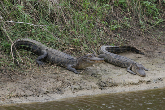 Alligator #0011 — BayouSelf Wildlife Archive
