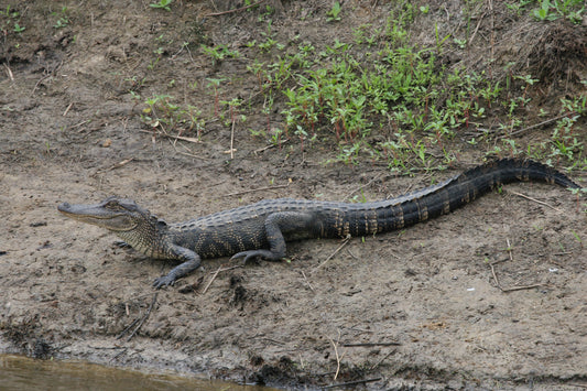 Alligator #0012 — BayouSelf Wildlife Archive