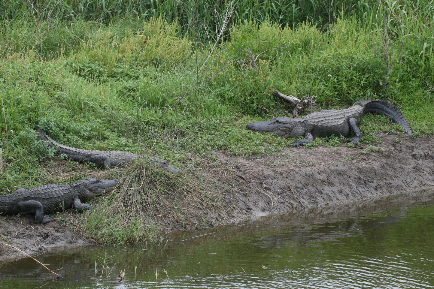 Alligator #0014 — BayouSelf Wildlife Archive