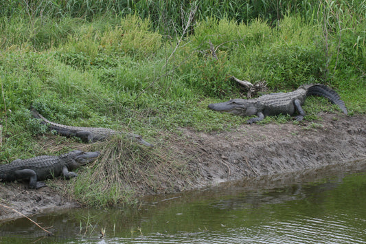 Alligator #0014 — BayouSelf Wildlife Archive