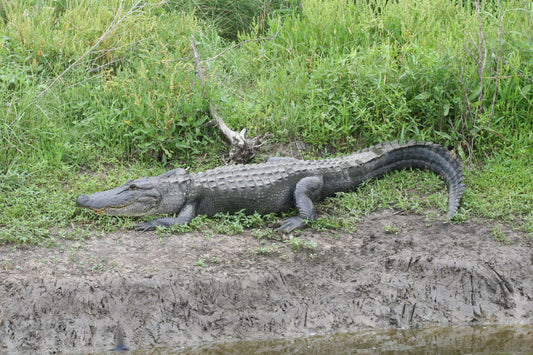 Alligator #0015 — BayouSelf Wildlife Archive