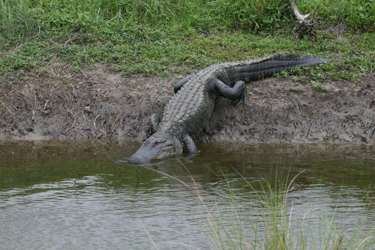 Alligator #0017 — BayouSelf Wildlife Archive