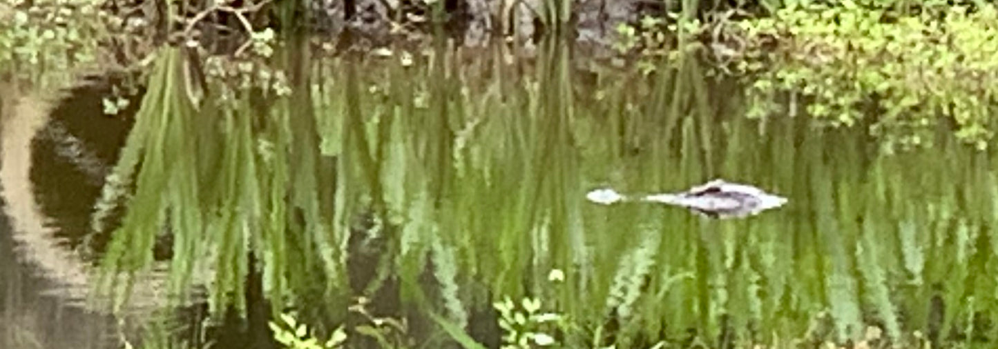Alligator #0043 — BayouSelf Wildlife Archive | Louisiana Alligator Photo Download