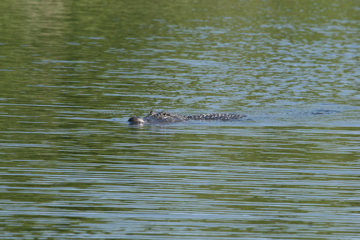 Alligator #0040 — BayouSelf Wildlife Archive | Louisiana Alligator Photo Download