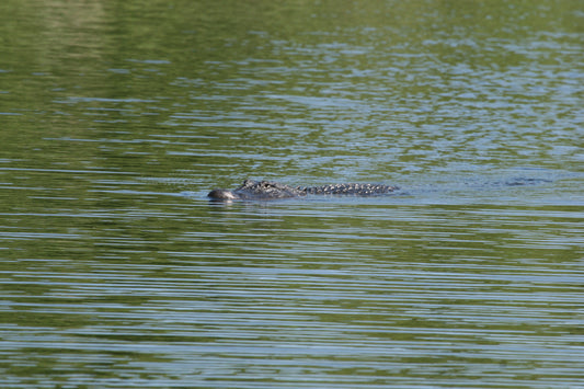 Alligator #0040 — BayouSelf Wildlife Archive | Louisiana Alligator Photo Download