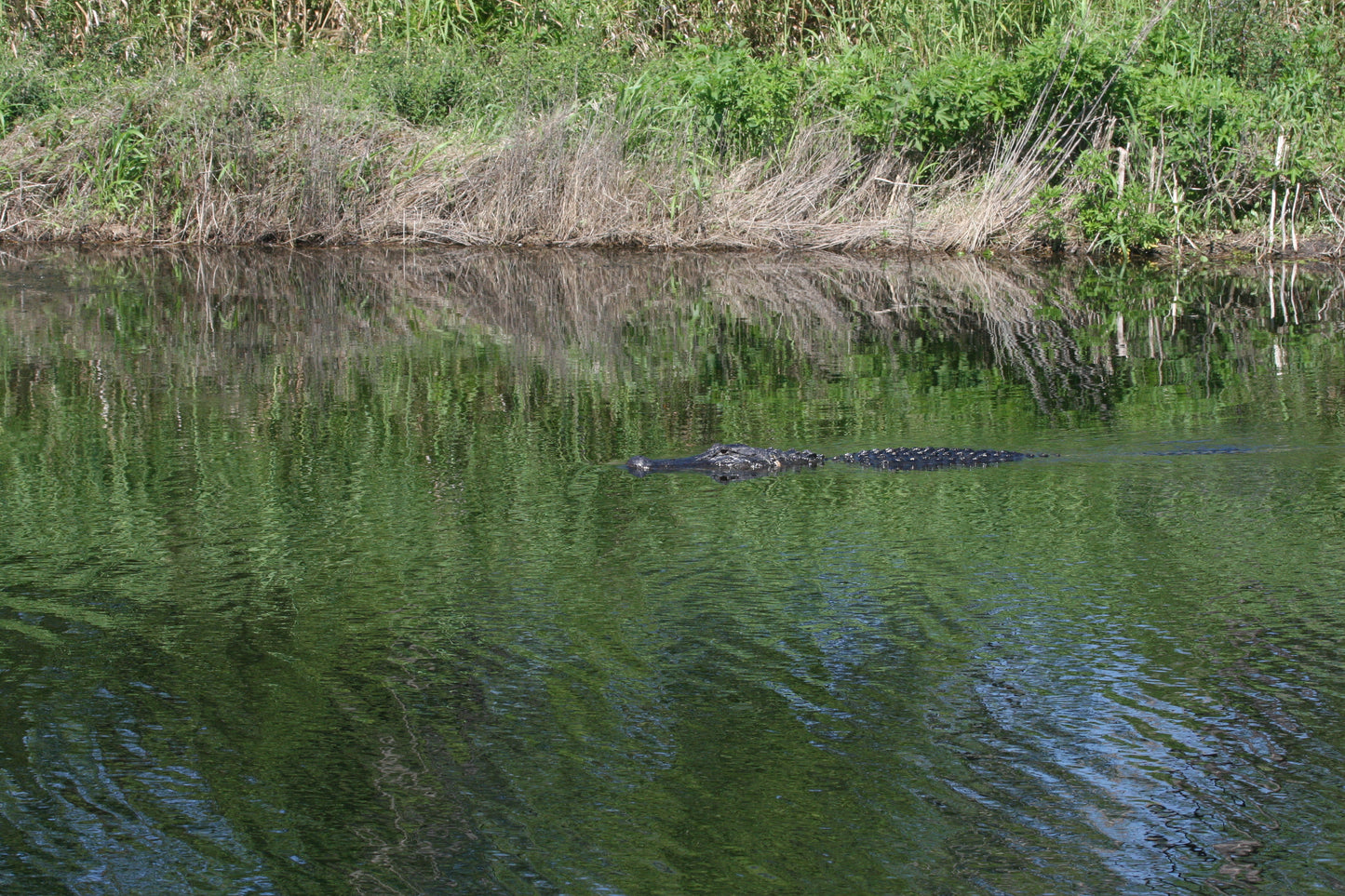 Alligator #0040 — BayouSelf Wildlife Archive | Louisiana Alligator Photo Download