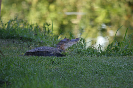 Alligator #0034 — BayouSelf Wildlife Archive | Louisiana Alligator Photo Download