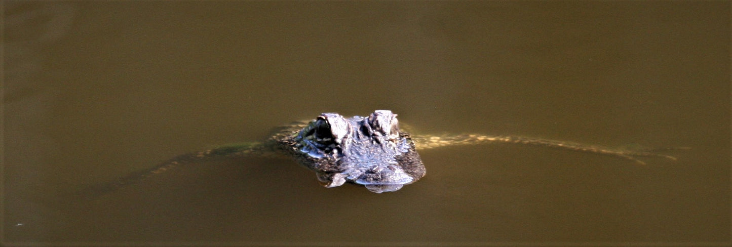 Alligator #0026 — BayouSelf Wildlife Archive | Louisiana Alligator Photo Download