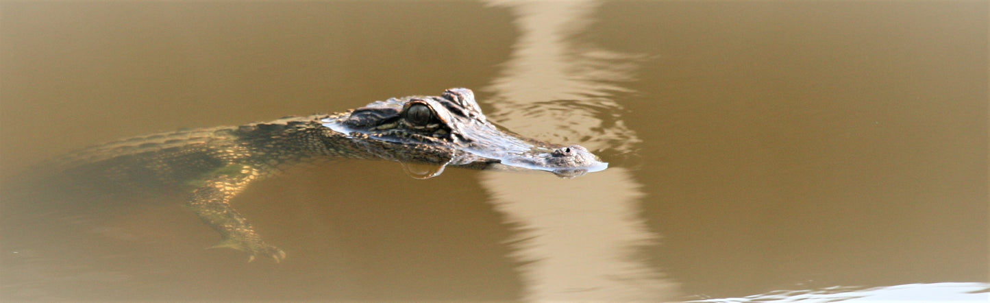 Alligator #0026 — BayouSelf Wildlife Archive | Louisiana Alligator Photo Download