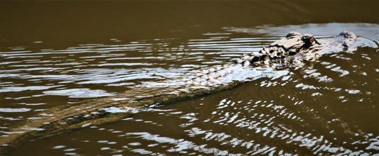 Alligator #0019 — BayouSelf Wildlife Archive