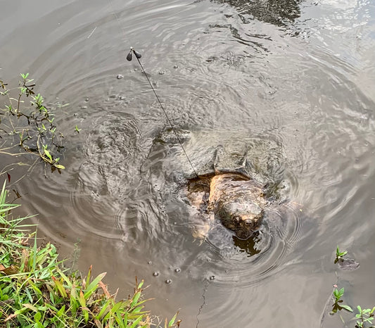 The Beast of Bayou Self: 140 Pounds of Ancient Thunder