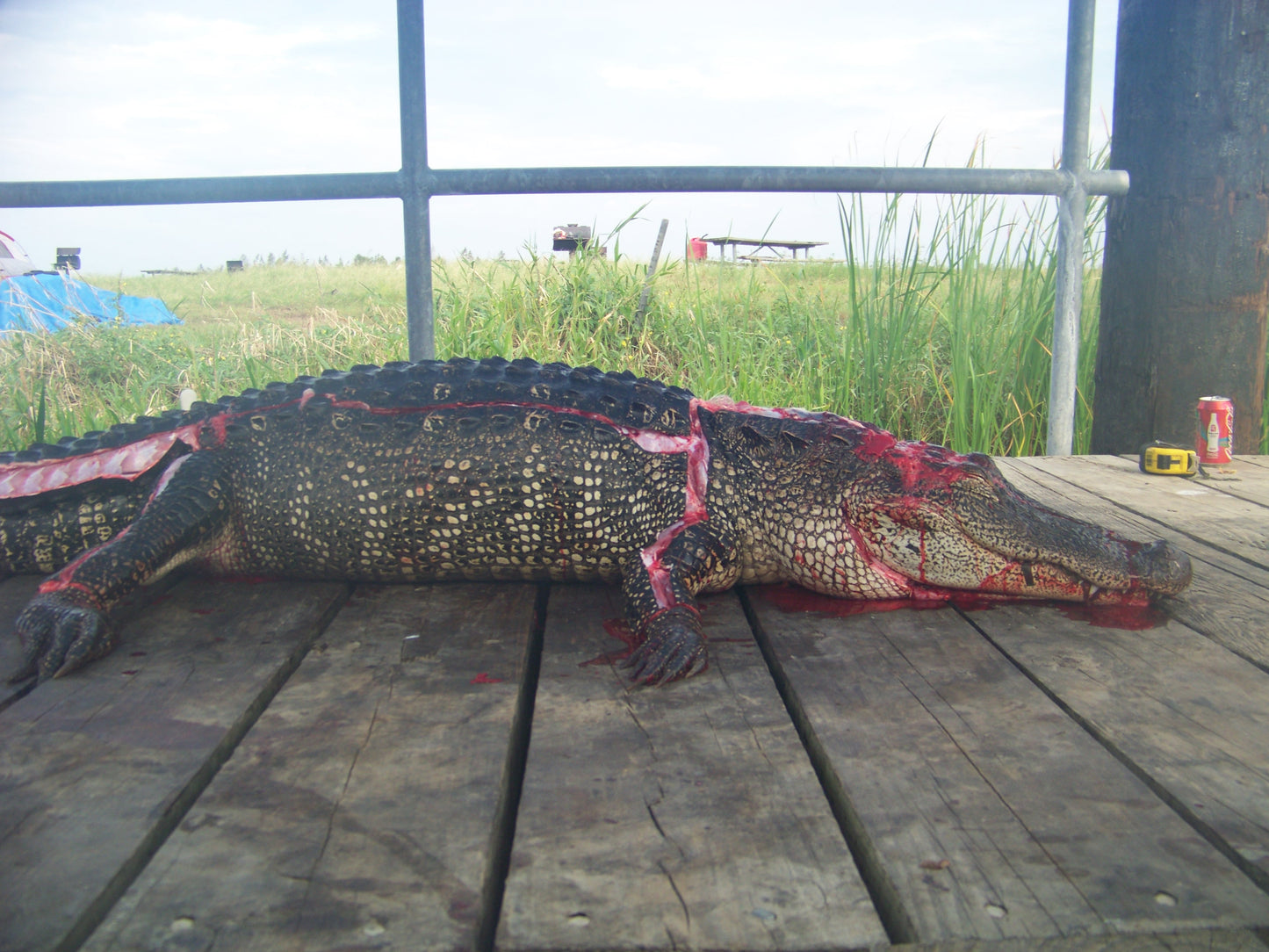 Alligator #0025 — BayouSelf Wildlife Archive | Louisiana Alligator Photo Download