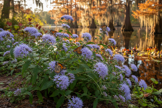 Blue Mistflower