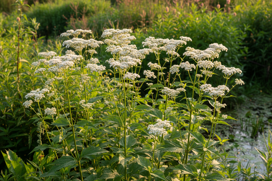 Boneset