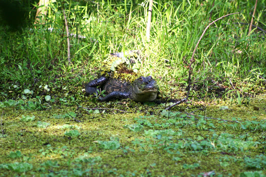Alligator #0010 — BayouSelf Wildlife Archive