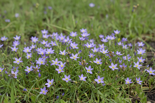Blue-Eyed Grass (Sisyrinchium angustifolium) — native miniature iris with violet-blue spring stars, Living Canopy & Understory, Big Mamou Enterprises
