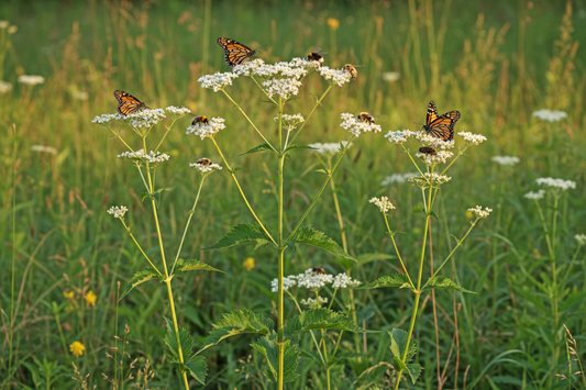 Boneset (Eupatorium perfoliatum) — native healing herb, Jardin Healing Garden, Big Mamou Enterprises