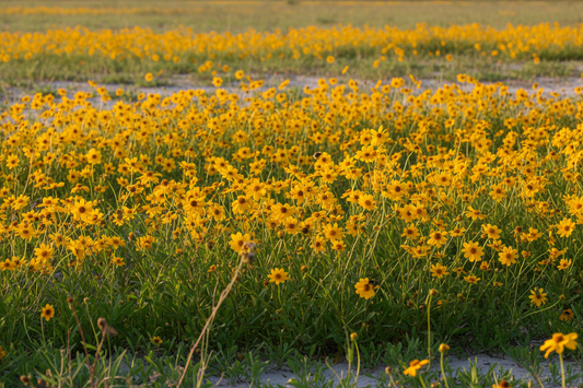 Lanceleaf Coreopsis (Coreopsis lanceolata) — native golden daisy wildflower of Louisiana roadsides and prairies, Prairie Movement Strip, Big Mamou Enterprises