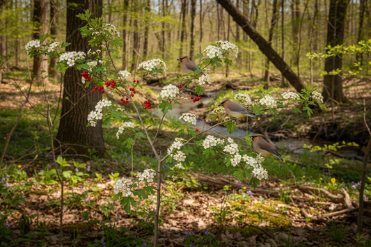 Parsley Hawthorn (Crataegus marshallii) — native woodland understory tree with parsley-like leaves and red haws, Cajun Prairie Heritage, Big Mamou Enterprises