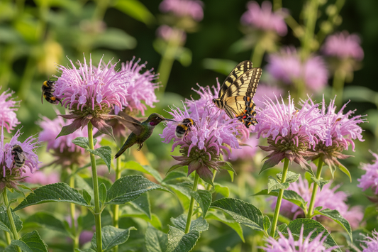 Bee Balm (Monarda fistulosa) — native hummingbird and pollinator herb, Jardin Healing Garden, Big Mamou Enterprises