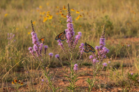 Rough Blazing Star (Liatris aspera) — late-season monarch nectar plant with airy button-like purple blooms, Prairie Movement Strip, Big Mamou Enterprises