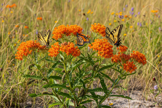 Butterfly Milkweed (Asclepias tuberosa) — vivid orange upland monarch host plant, Living Canopy & Understory, Big Mamou Enterprises