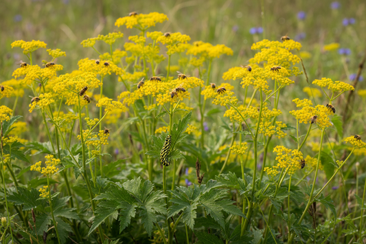 Golden Alexander (Zizia aurea) — early spring native wildflower hosting Black Swallowtail butterflies, Living Canopy & Understory, Big Mamou Enterprises