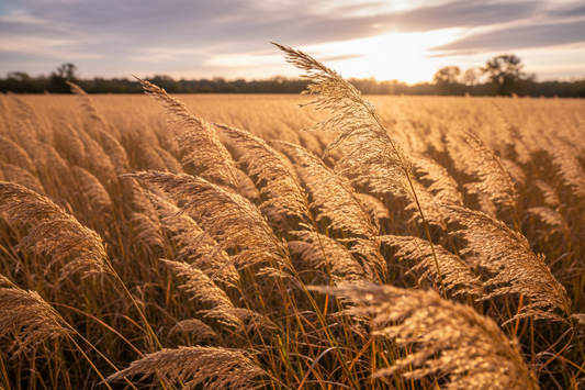 Indiangrass (Sorghastrum nutans) — golden tallgrass prairie grass glowing in autumn light, Prairie Movement Strip, Big Mamou Enterprises