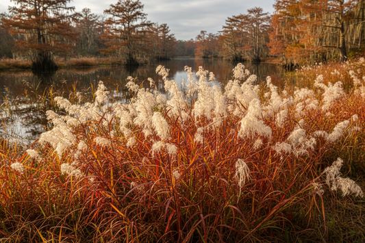 Bushy Bluestem (Andropogon glomeratus) — bayou edge native grass with copper fall color and white seed heads, Prairie Movement Strip, Big Mamou Enterprises