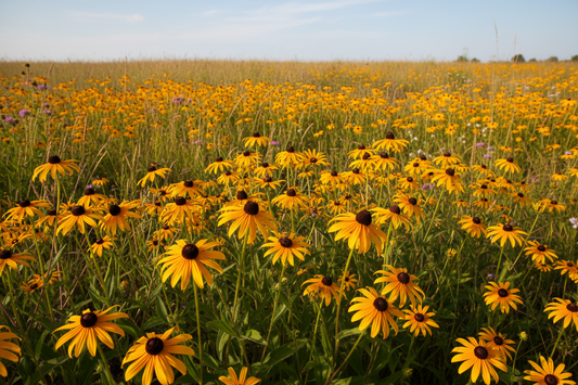 Black-Eyed Susan (Rudbeckia hirta) — America's wildflower with golden daisy blooms, Prairie Movement Strip, Big Mamou Enterprises