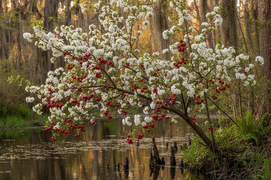 Mayhaw (Crataegus opaca) — iconic Louisiana bayou fruit tree with white spring flowers and red May berries, Cajun Prairie Heritage, Big Mamou Enterprises